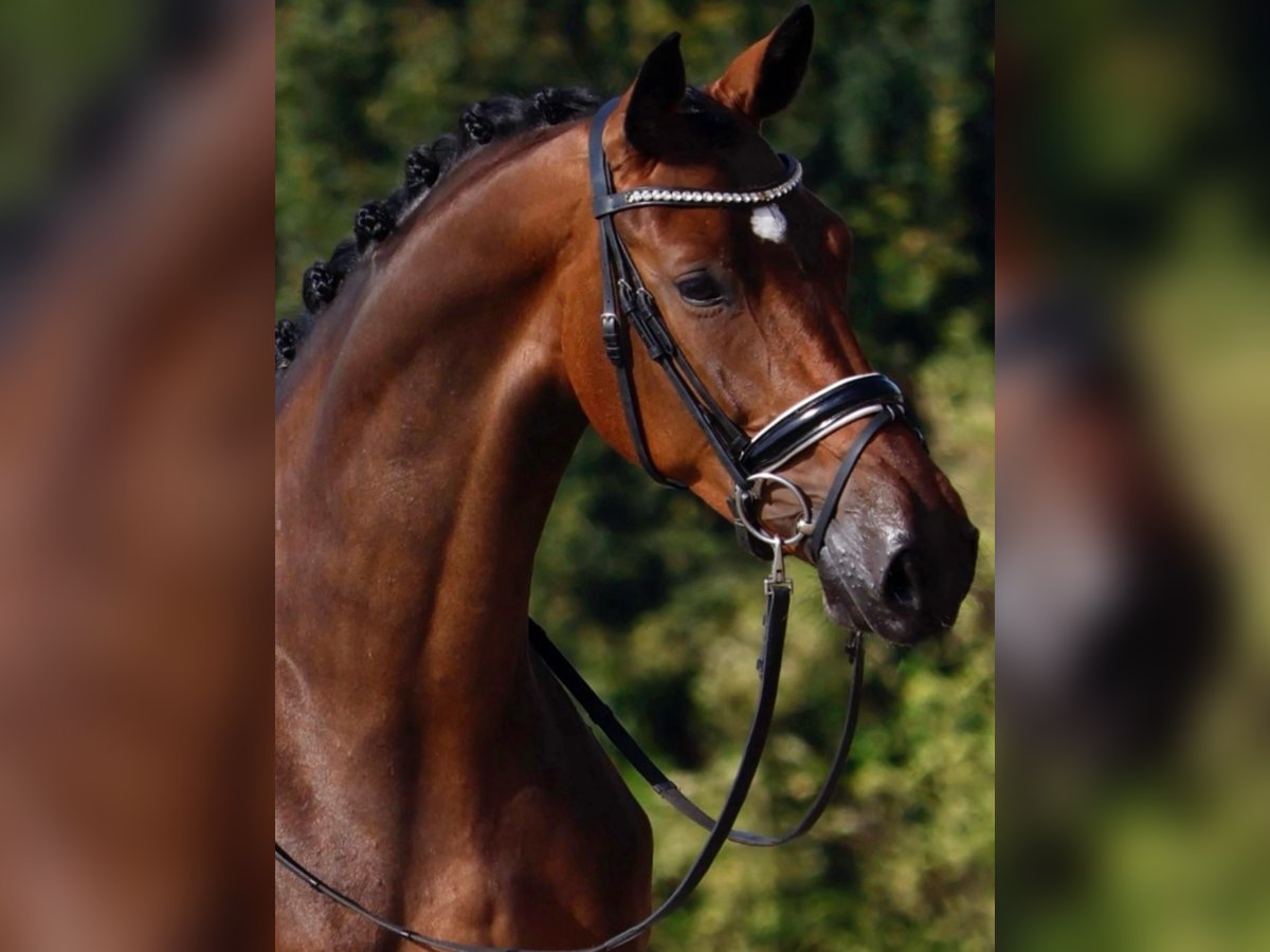 Oldenburger Merrie 4 Jaar 167 cm Donkerbruin in Geeste