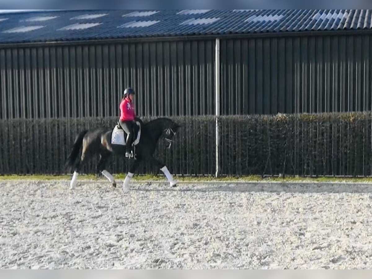 Oldenburger Merrie 4 Jaar 167 cm Donkerbruin in M&#xF6;nchengladbach