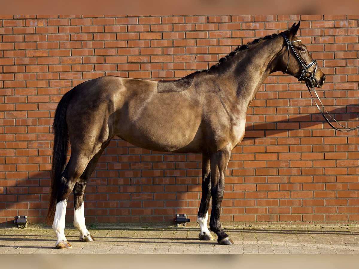 Oldenburger Merrie 4 Jaar 167 cm Donkerbruin in Briesen