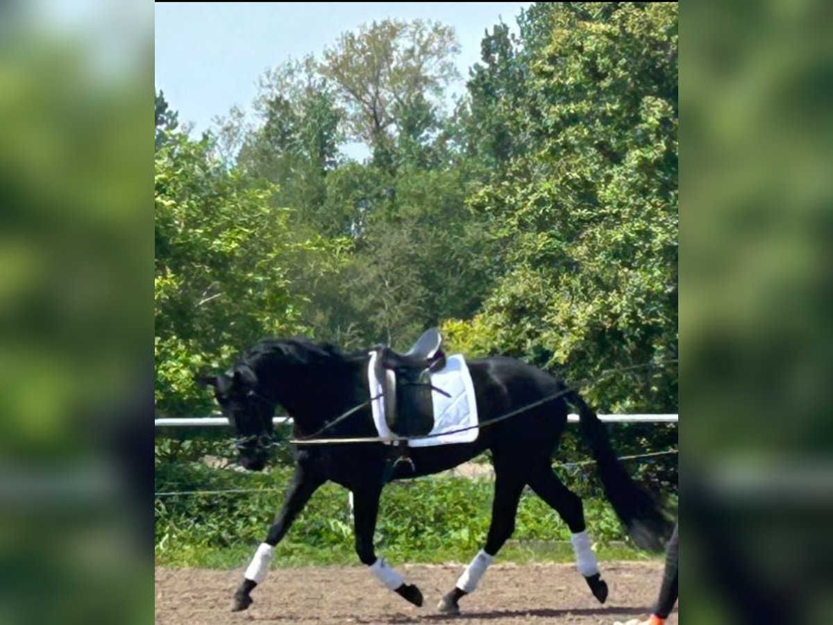 Oldenburger Merrie 4 Jaar 167 cm Zwart in Stove