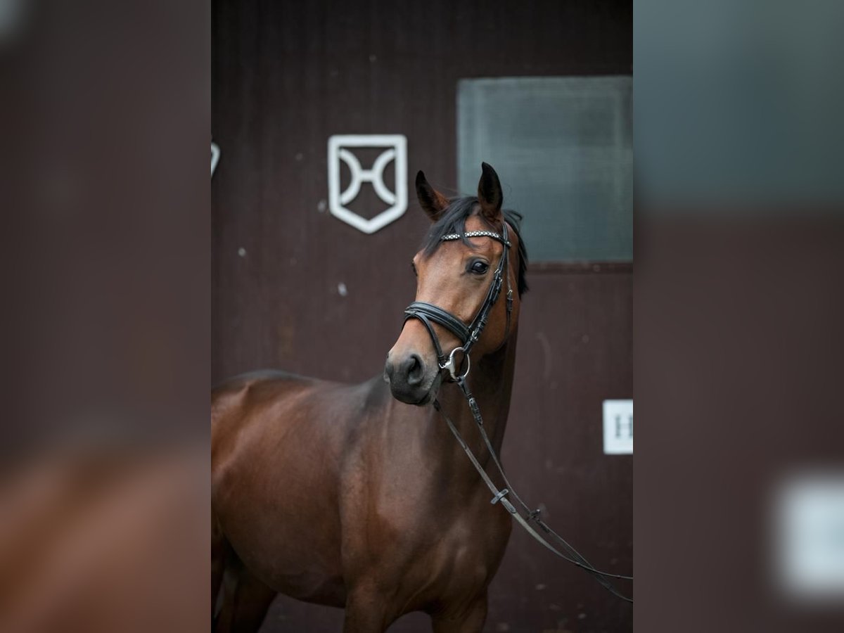 Oldenburger Merrie 4 Jaar 168 cm Bruin in Borchen