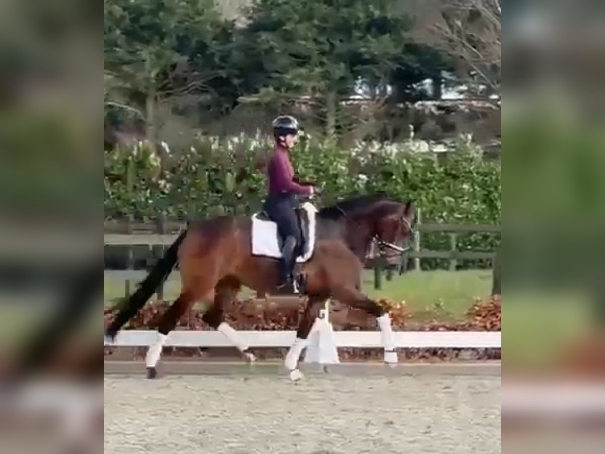 Oldenburger Merrie 4 Jaar 168 cm Donkerbruin in Vechta
