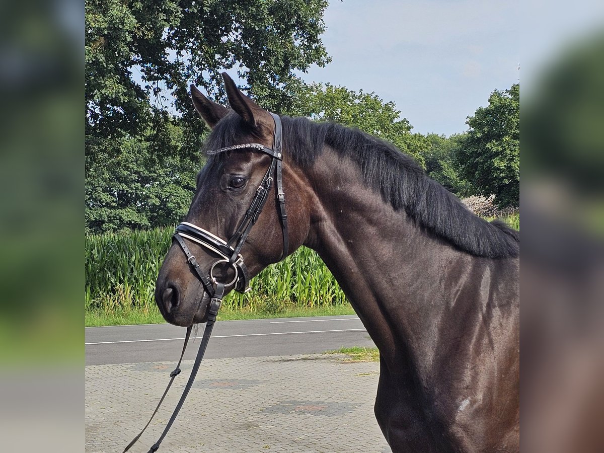 Oldenburger Merrie 4 Jaar 168 cm Zwartbruin in Walchum