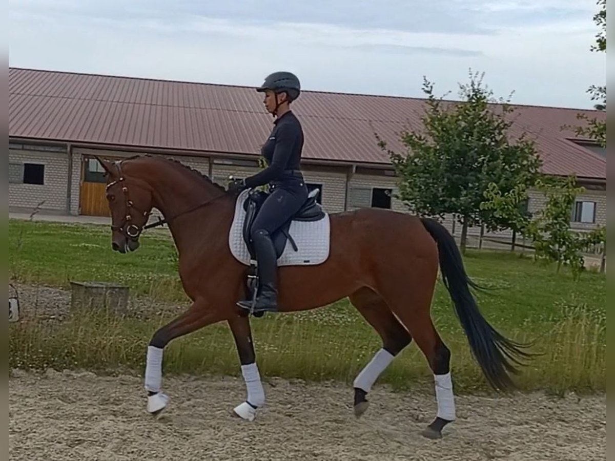 Oldenburger Merrie 4 Jaar 169 cm Bruin in Sarstedt