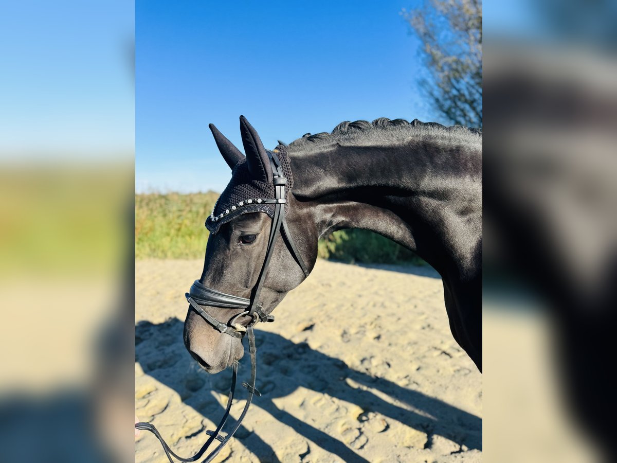 Oldenburger Merrie 4 Jaar 169 cm Zwart in Wangerland Hohenkirchen