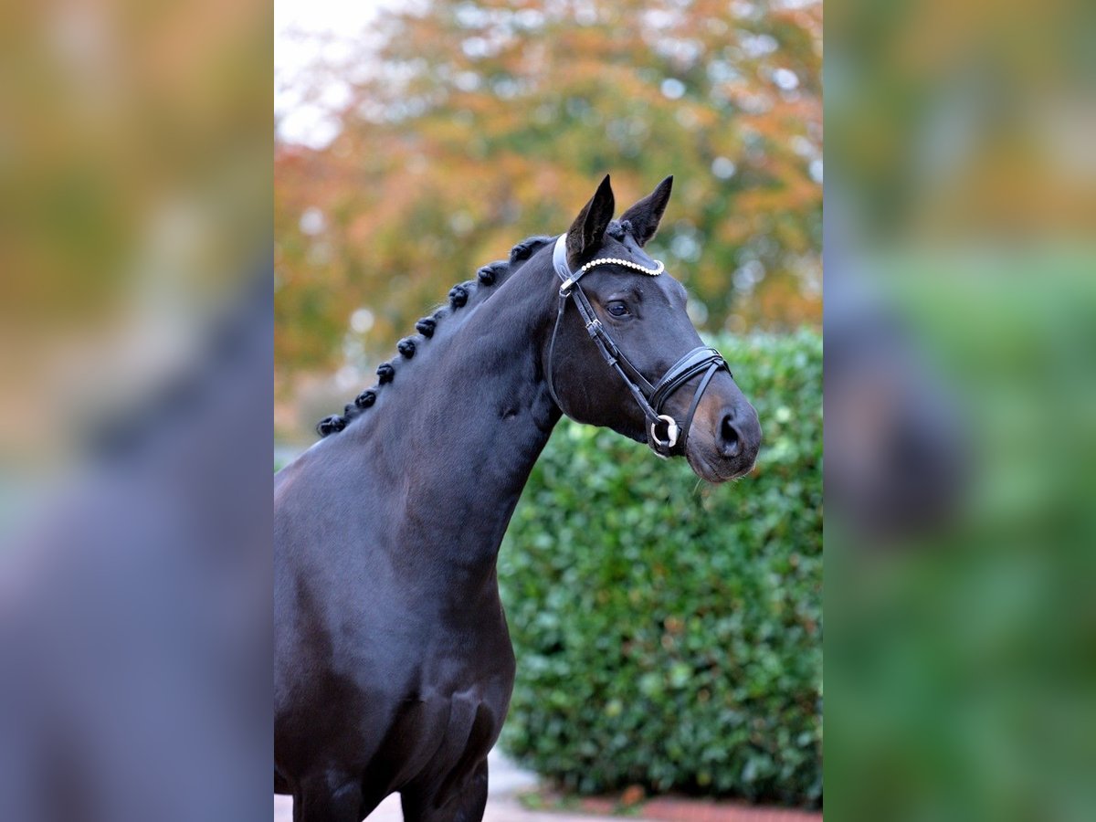 Oldenburger Merrie 4 Jaar 169 cm Zwartbruin in Vechta