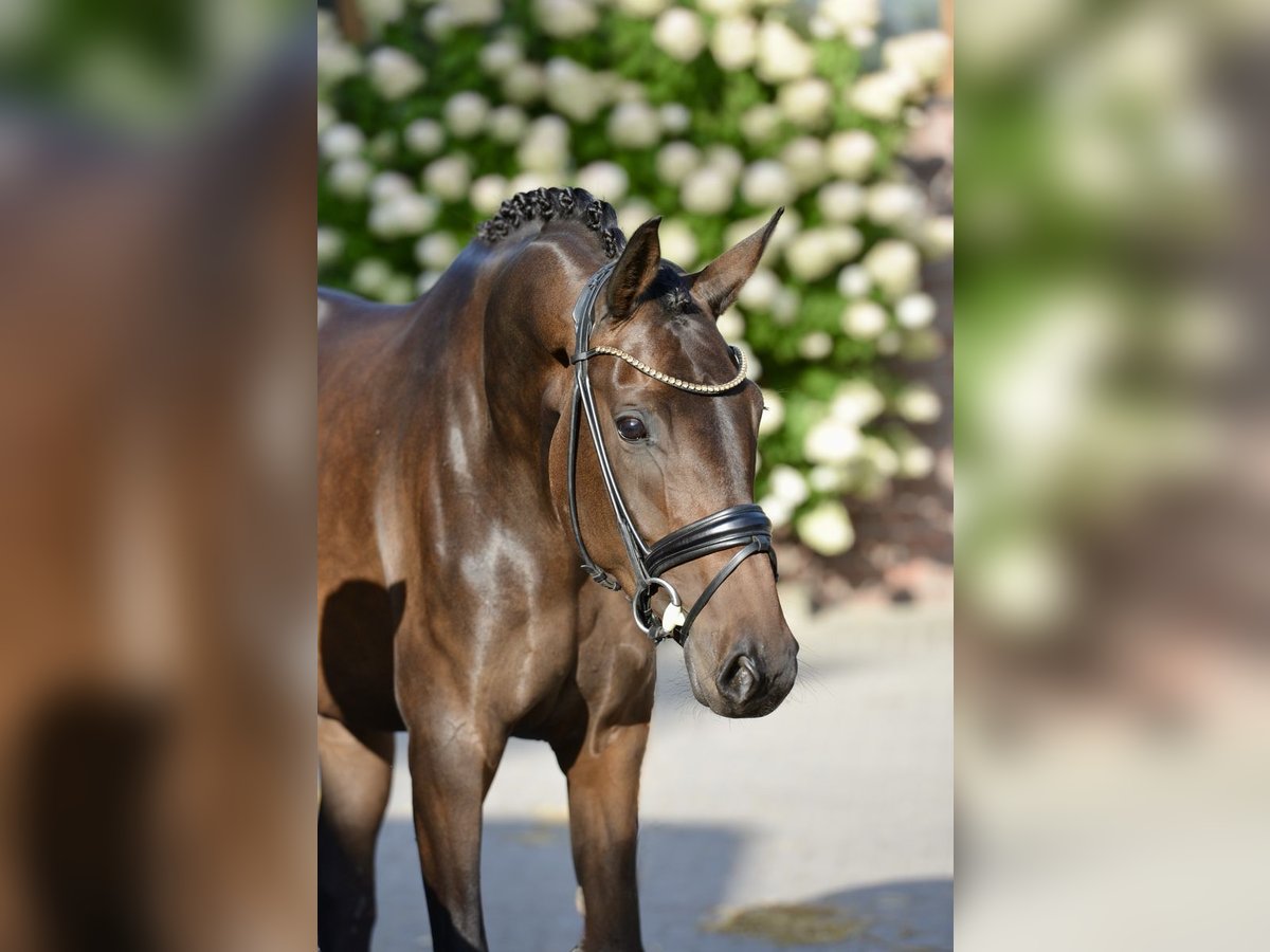 Oldenburger Merrie 4 Jaar 170 cm Donkerbruin in Vechta