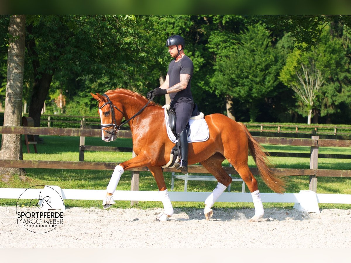 Oldenburger Merrie 4 Jaar 170 cm Vos in Bad Zwischenahn