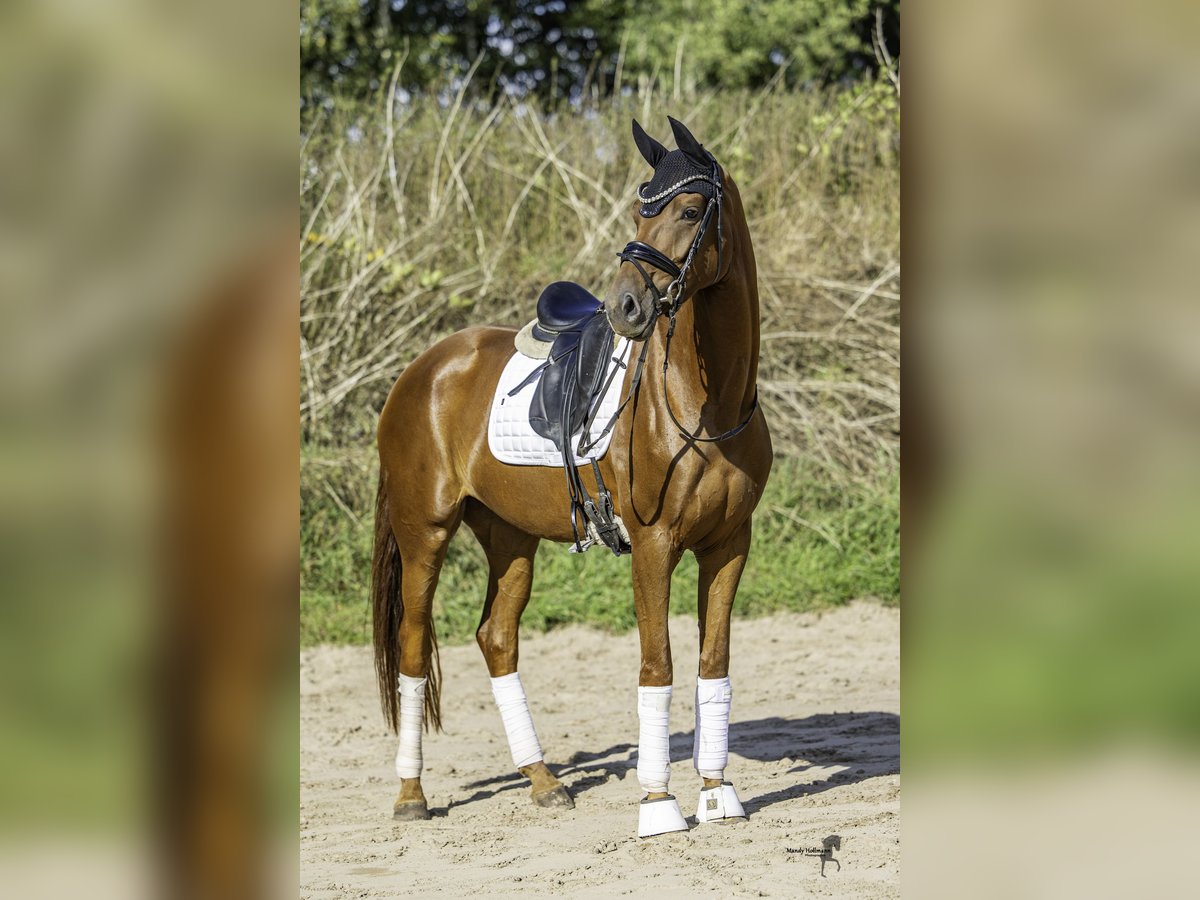 Oldenburger Merrie 4 Jaar 170 cm Vos in Leer (Ostfriesland)