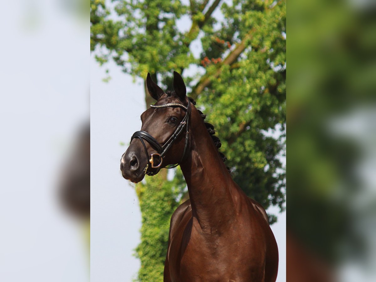 Oldenburger Merrie 4 Jaar 170 cm Zwartbruin in Bramsche