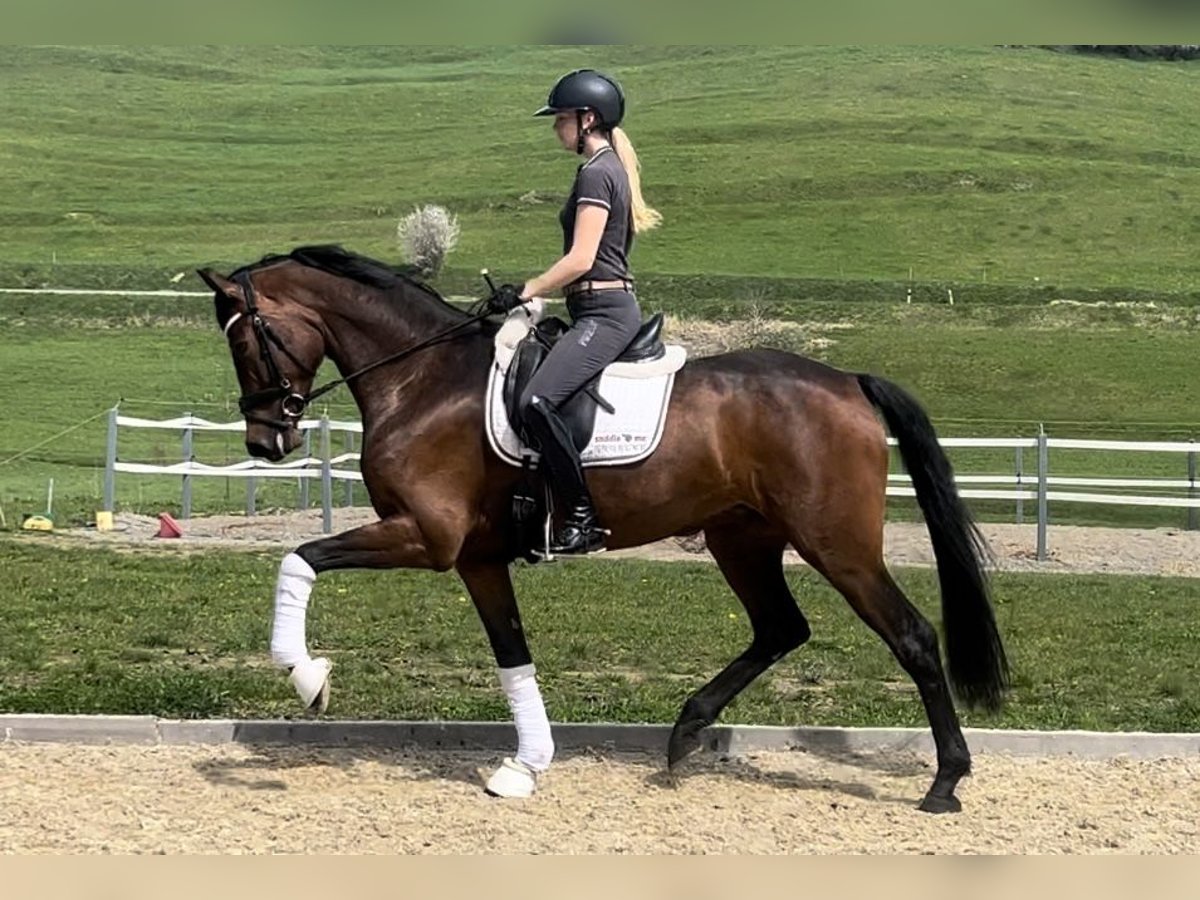 Oldenburger Merrie 4 Jaar 171 cm Donkerbruin in Heiligenberg