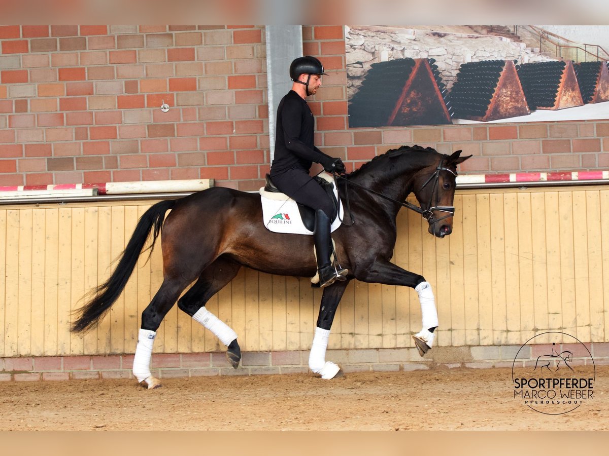 Oldenburger Merrie 4 Jaar 173 cm Zwartbruin in Bad Zwischenahn