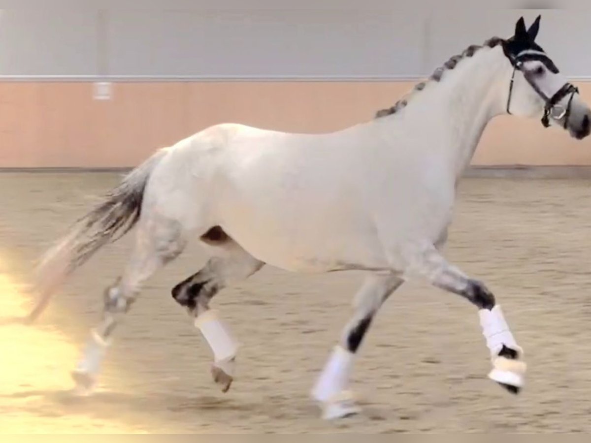Oldenburger Merrie 5 Jaar 162 cm Schimmel in Wolfsbach