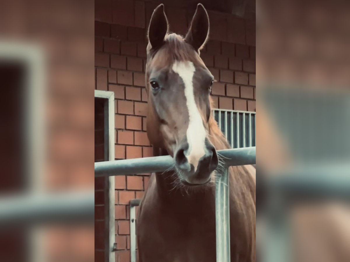 Oldenburger Merrie 5 Jaar 164 cm Donkere-vos in Winsen (Luhe)