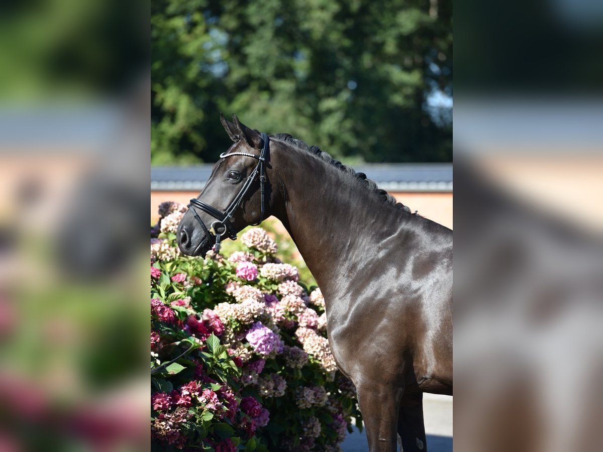 Oldenburger Merrie 5 Jaar 164 cm Zwart in Visbek