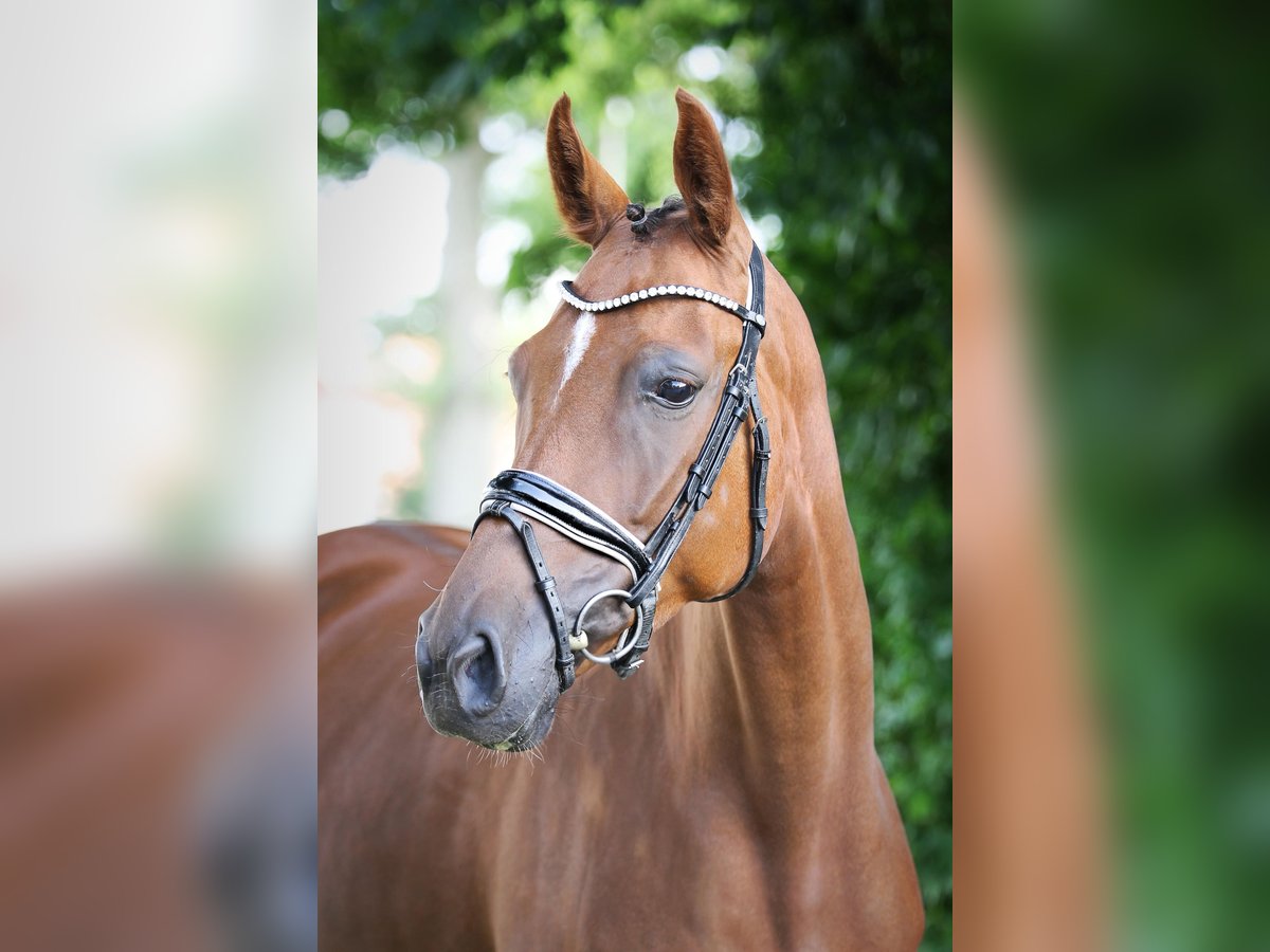 Oldenburger Merrie 5 Jaar 165 cm Donkere-vos in Ennigerloh