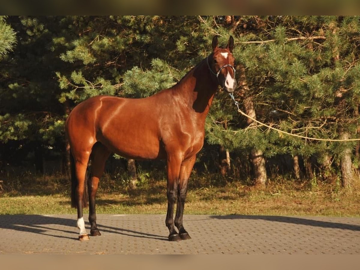 Oldenburger Merrie 5 Jaar 165 cm Roodbruin in Vilnius