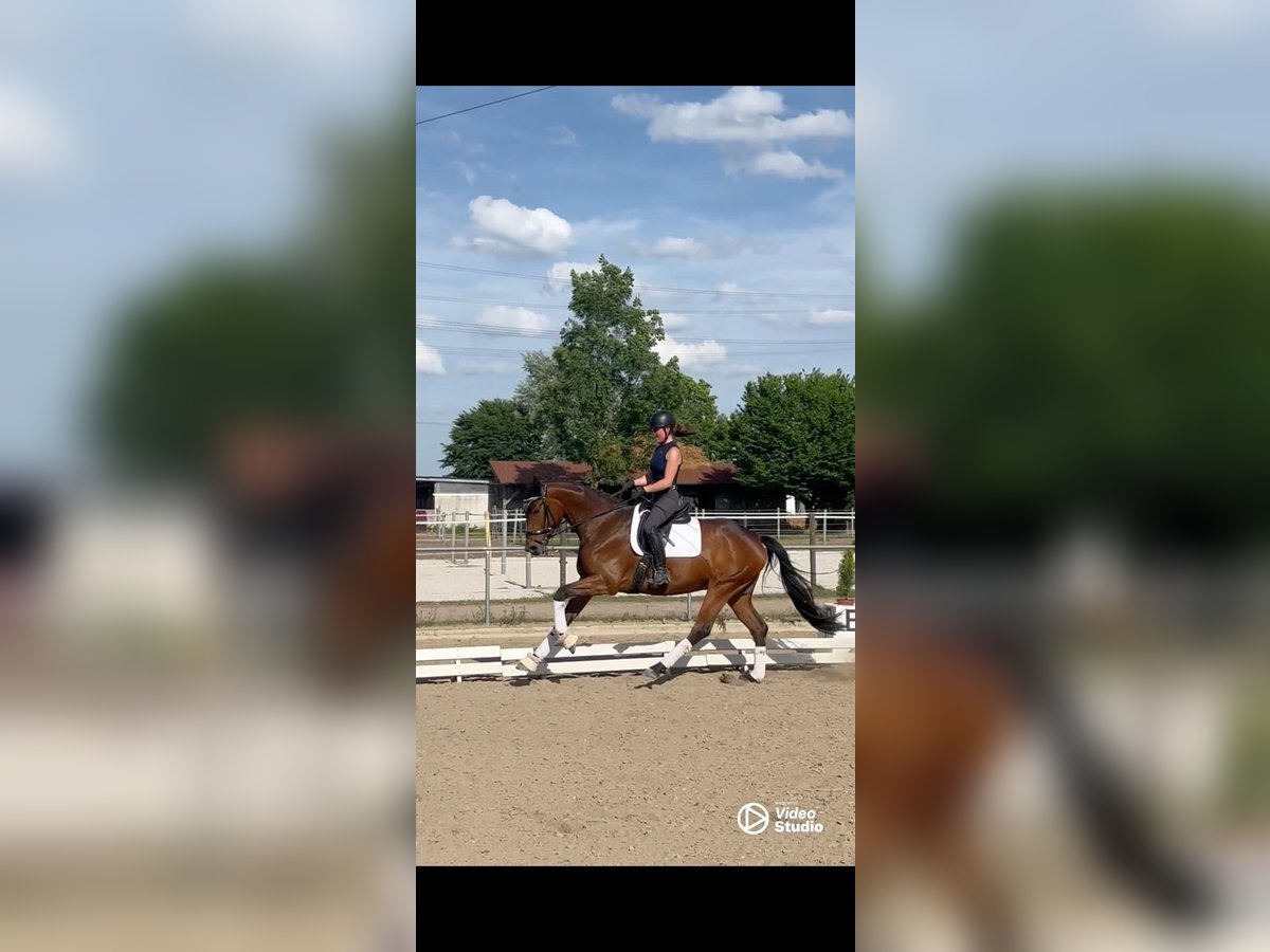 Oldenburger Merrie 5 Jaar 167 cm Bruin in Karlsfeld