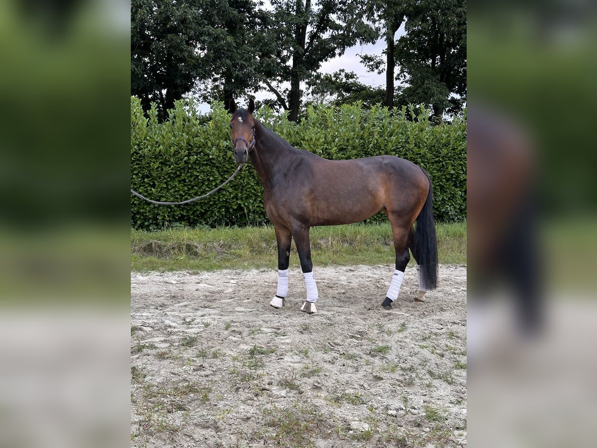 Oldenburger Merrie 5 Jaar 168 cm Bruin in Mülheim an der Ruhr