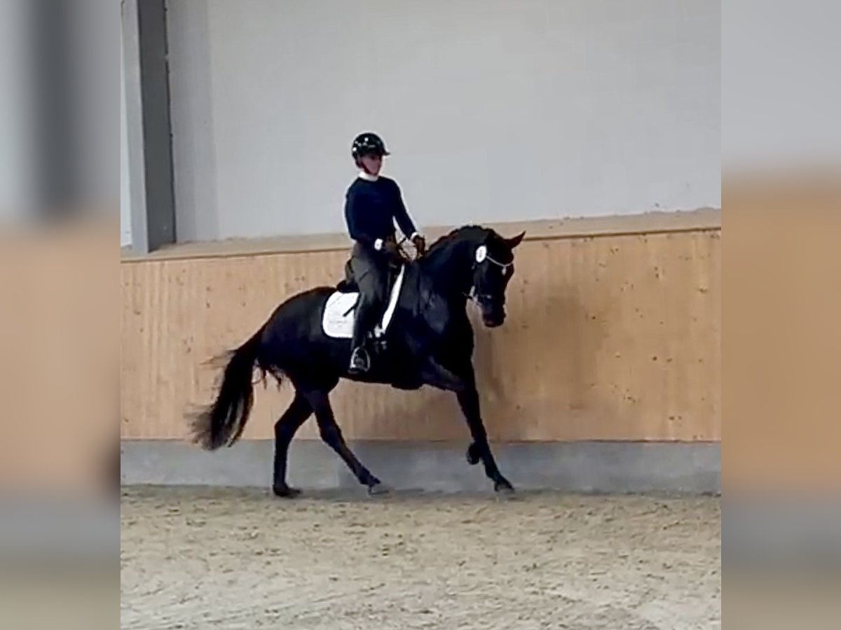 Oldenburger Merrie 5 Jaar 168 cm Zwart in Diepholz
