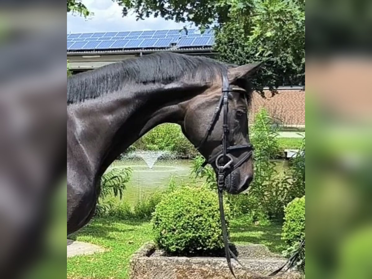 Oldenburger Merrie 5 Jaar 170 cm Donkerbruin in AltenbergeAltenberge