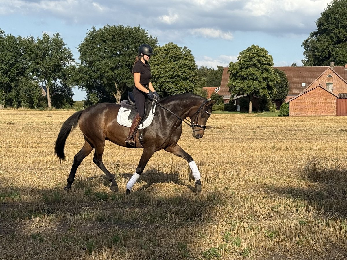 Oldenburger Merrie 5 Jaar 172 cm Donkerbruin in MolbergenMolbergen