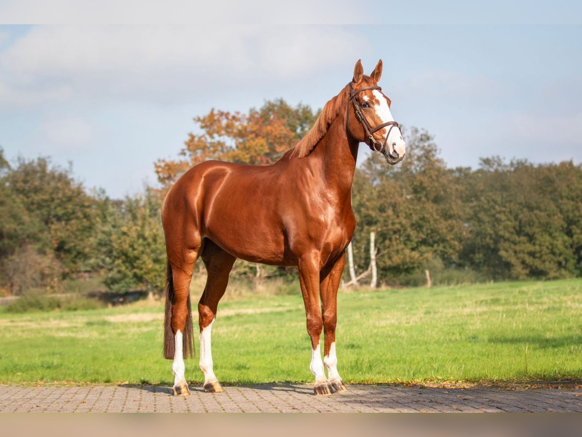 Oldenburger Merrie 5 Jaar 172 cm Vos in Bladel