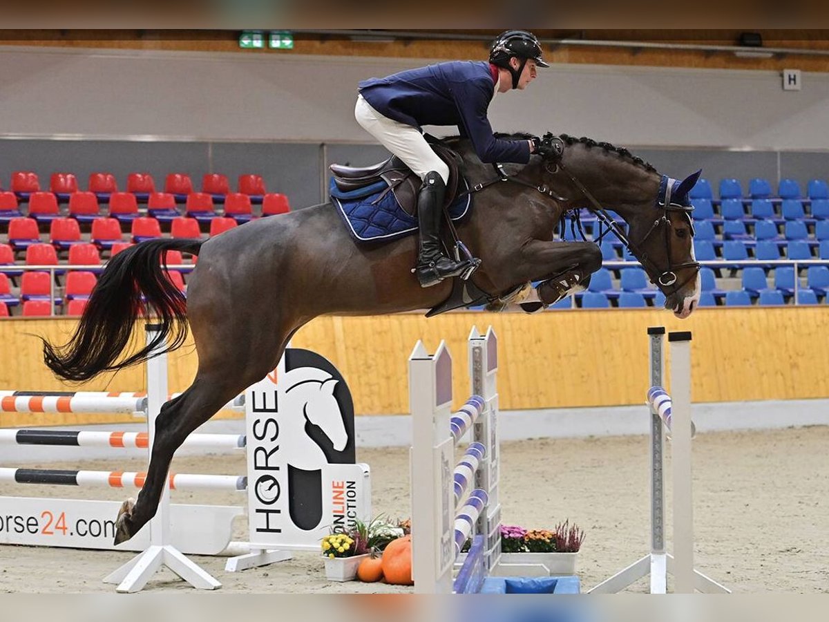 Oldenburger Merrie 5 Jaar 173 cm Bruin in Vechta