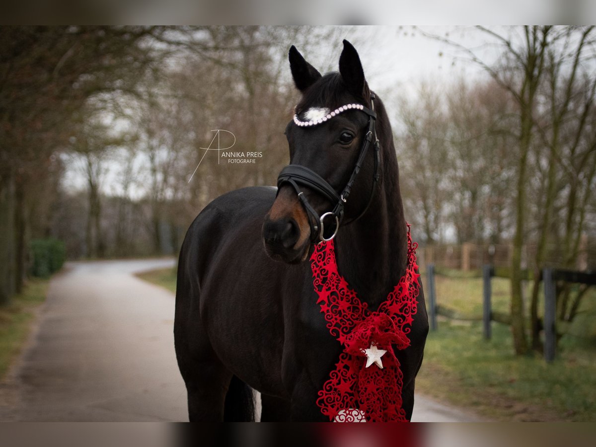Oldenburger Merrie 6 Jaar 161 cm Zwartbruin in Ro&#xDF;dorf