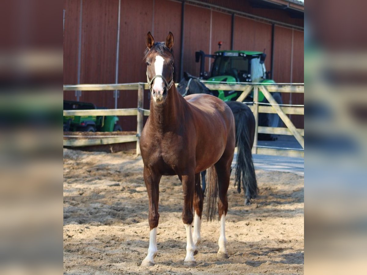 Oldenburger Merrie 6 Jaar 164 cm Vos in Radeburg