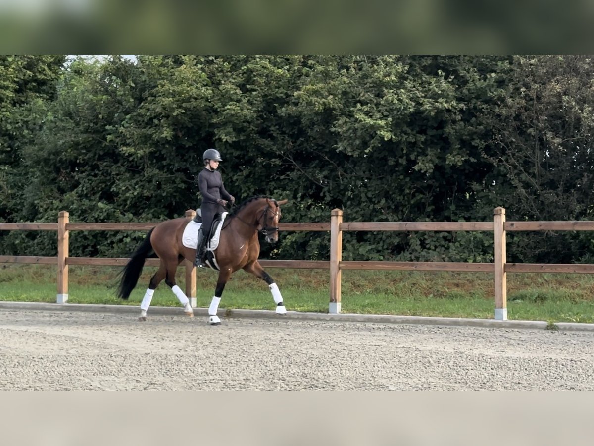 Oldenburger Merrie 6 Jaar 166 cm Bruin in Emlichheim