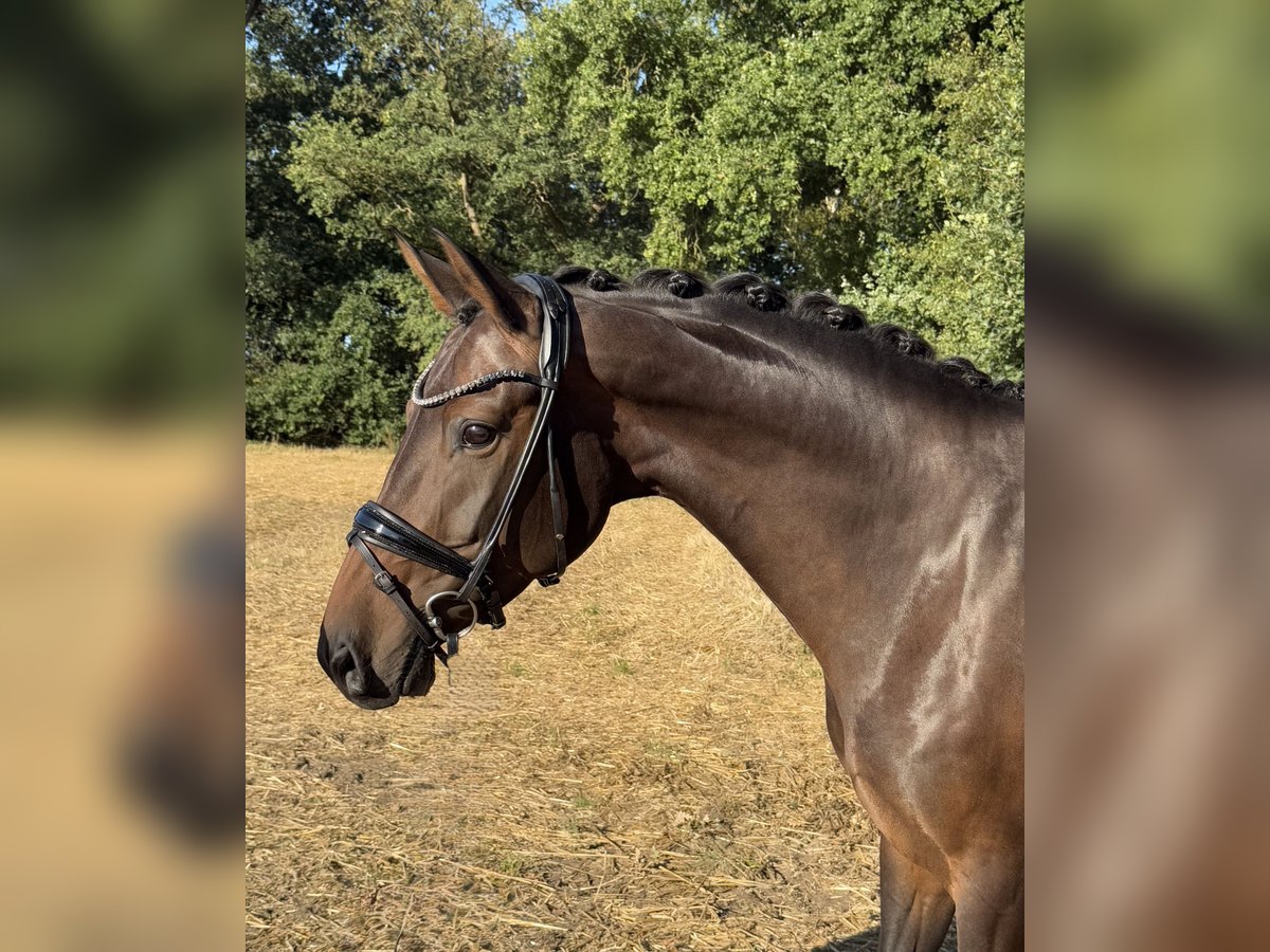 Oldenburger Merrie 6 Jaar 167 cm Donkerbruin in L&#xF6;ningen