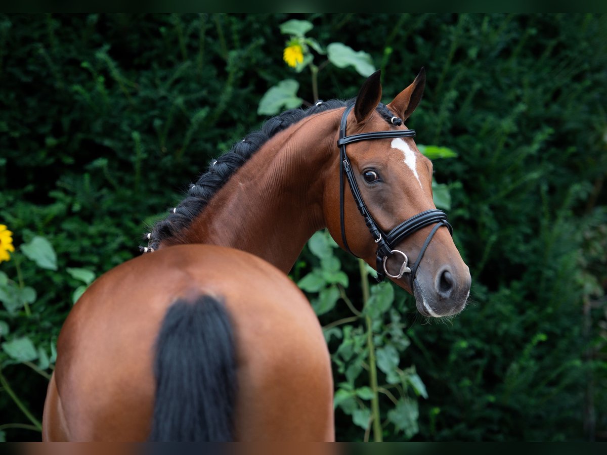 Oldenburger Merrie 6 Jaar 168 cm Bruin in Damme