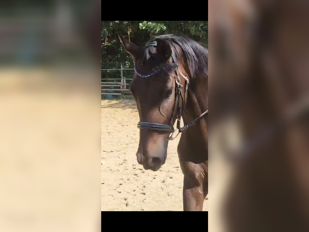 Oldenburger Merrie 6 Jaar 168 cm Donkerbruin in Eggenfelden