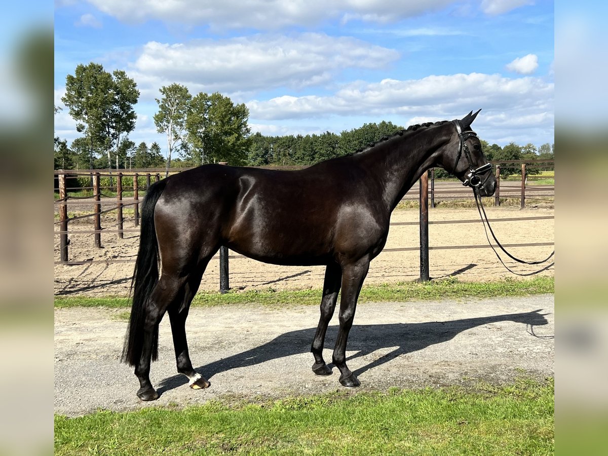 Oldenburger Merrie 6 Jaar 169 cm Zwart in Löningen