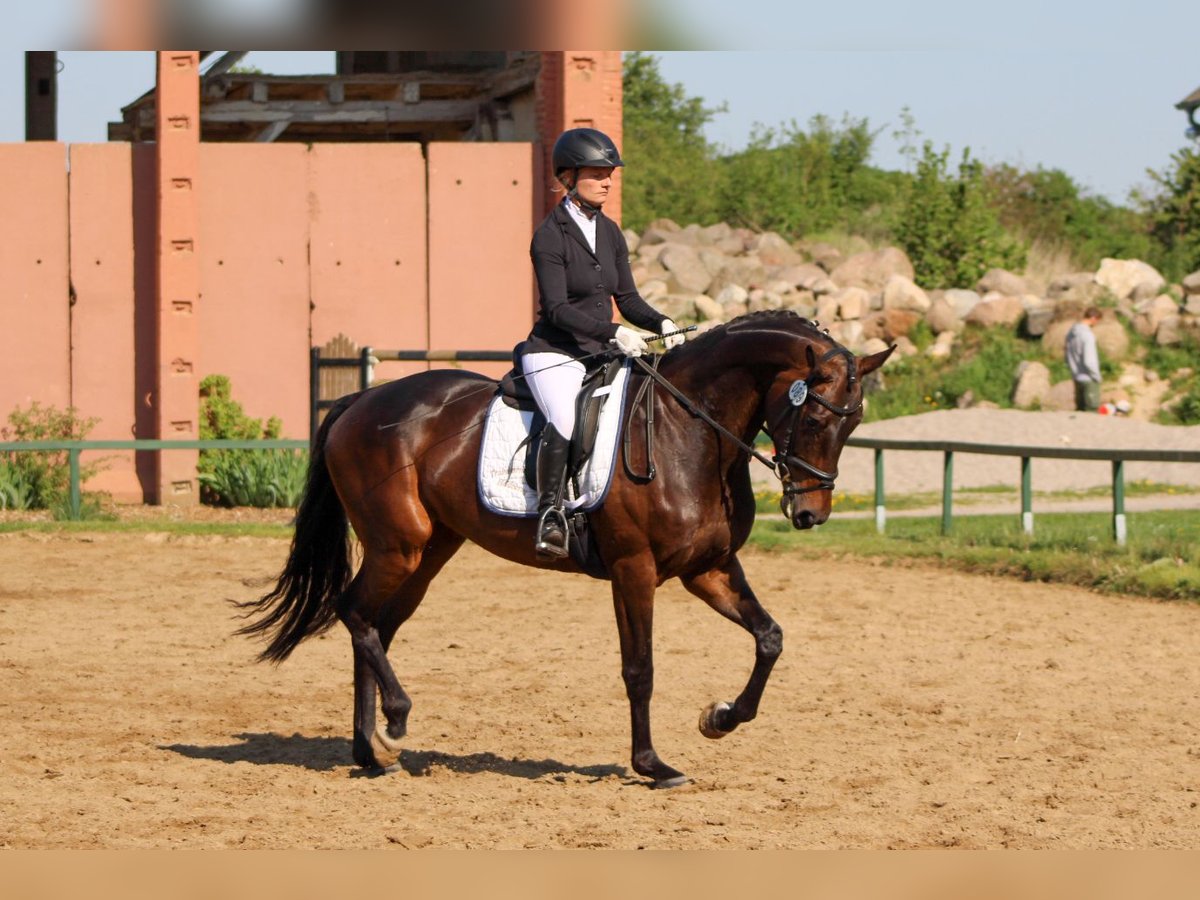 Oldenburger Merrie 6 Jaar 172 cm Donkerbruin in Düren