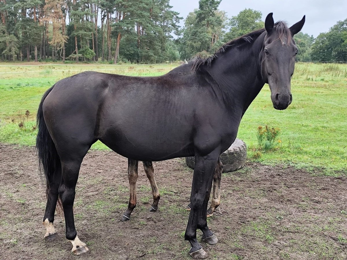 Oldenburger Merrie 6 Jaar Zwartbruin in Nennhausen
