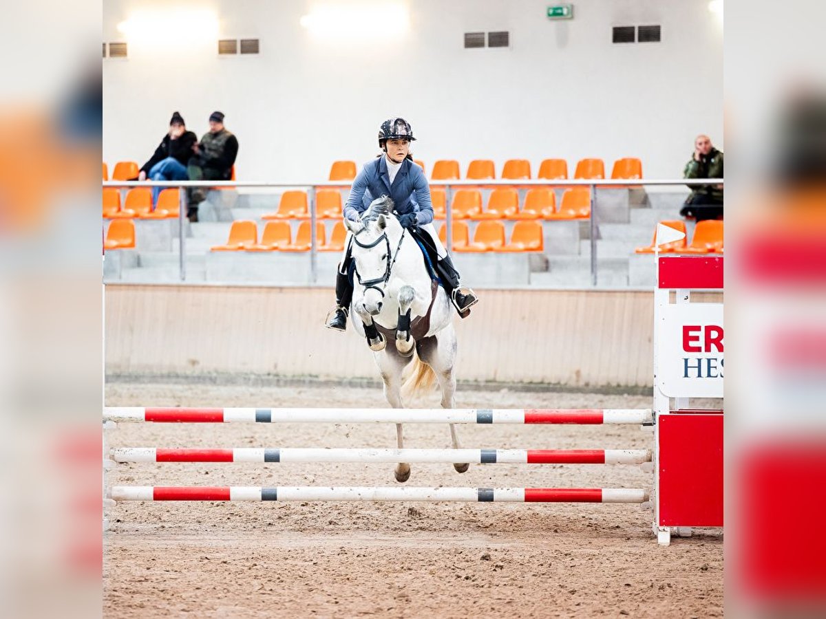 Oldenburger Merrie 7 Jaar 158 cm Schimmel in Wysin