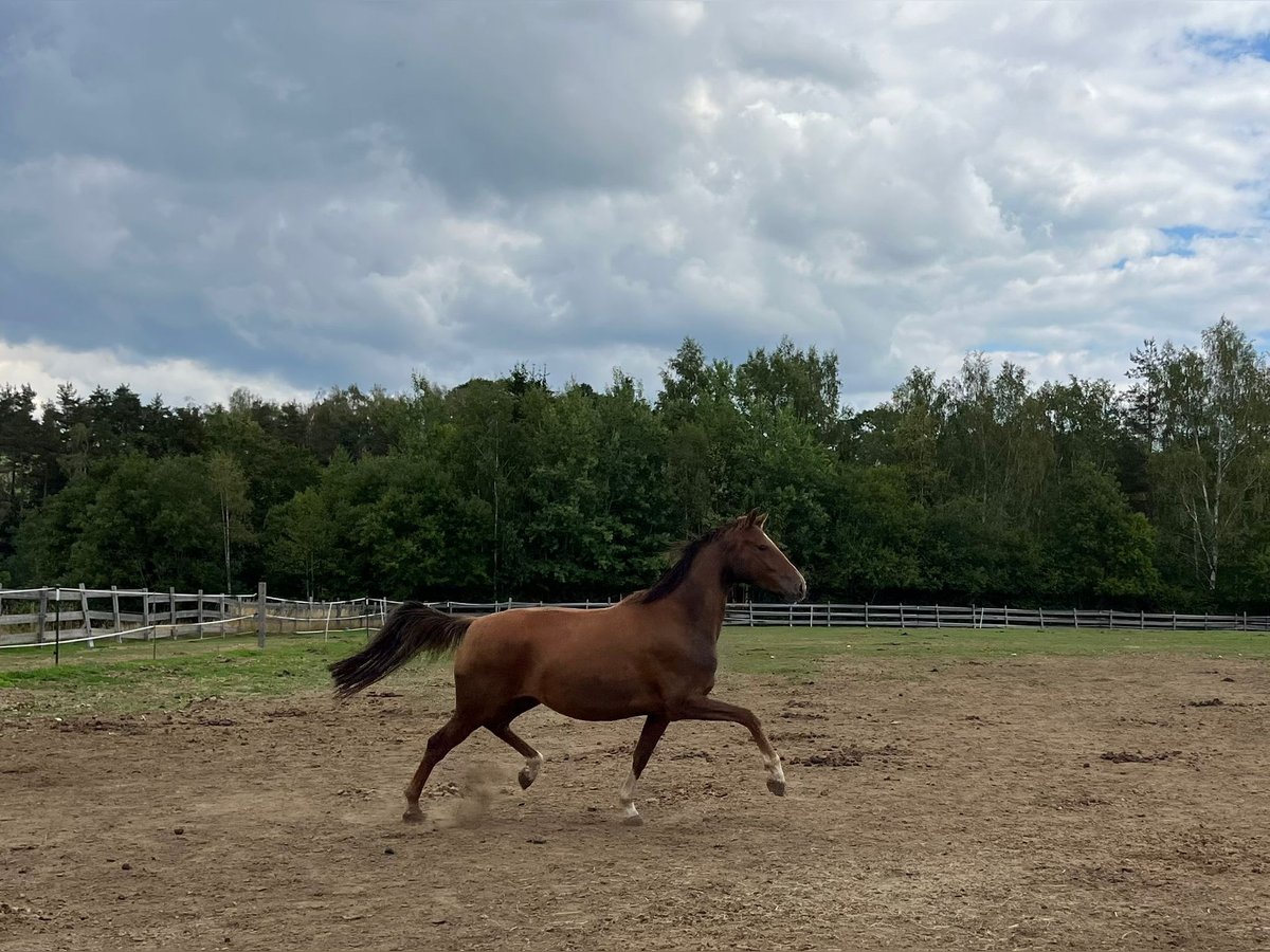 Oldenburger Merrie 7 Jaar 163 cm Donkere-vos in Himmelkron