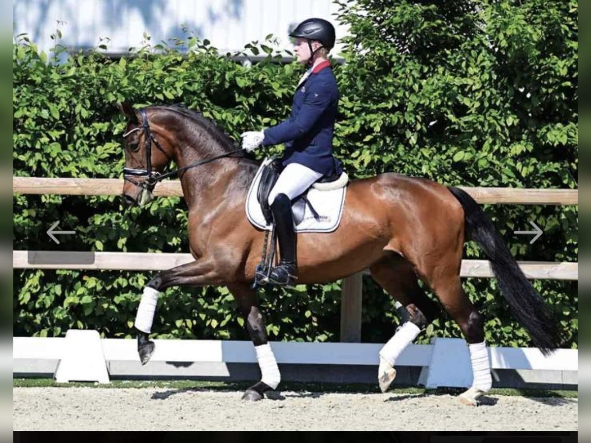 Oldenburger Merrie 7 Jaar 165 cm Bruin in Landshut