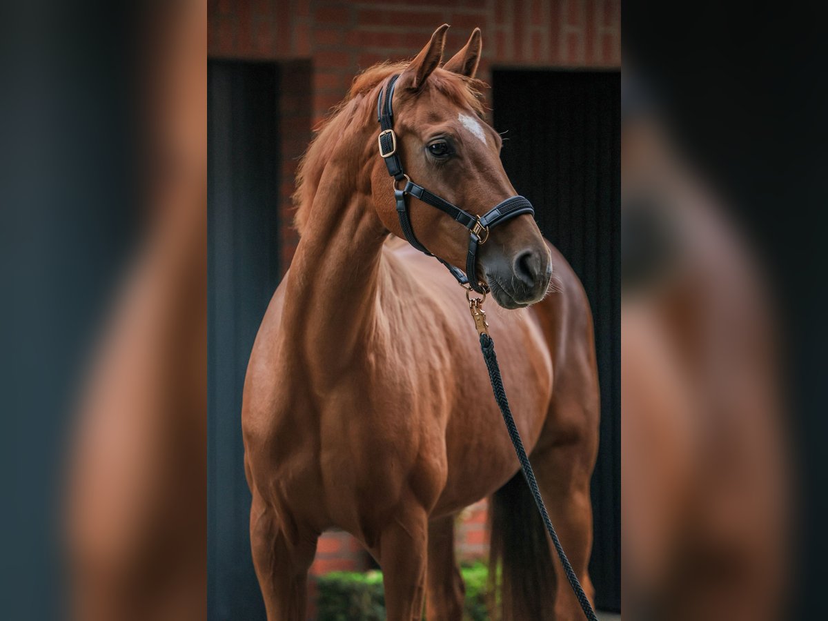 Oldenburger Merrie 7 Jaar 165 cm Vos in Lengerich