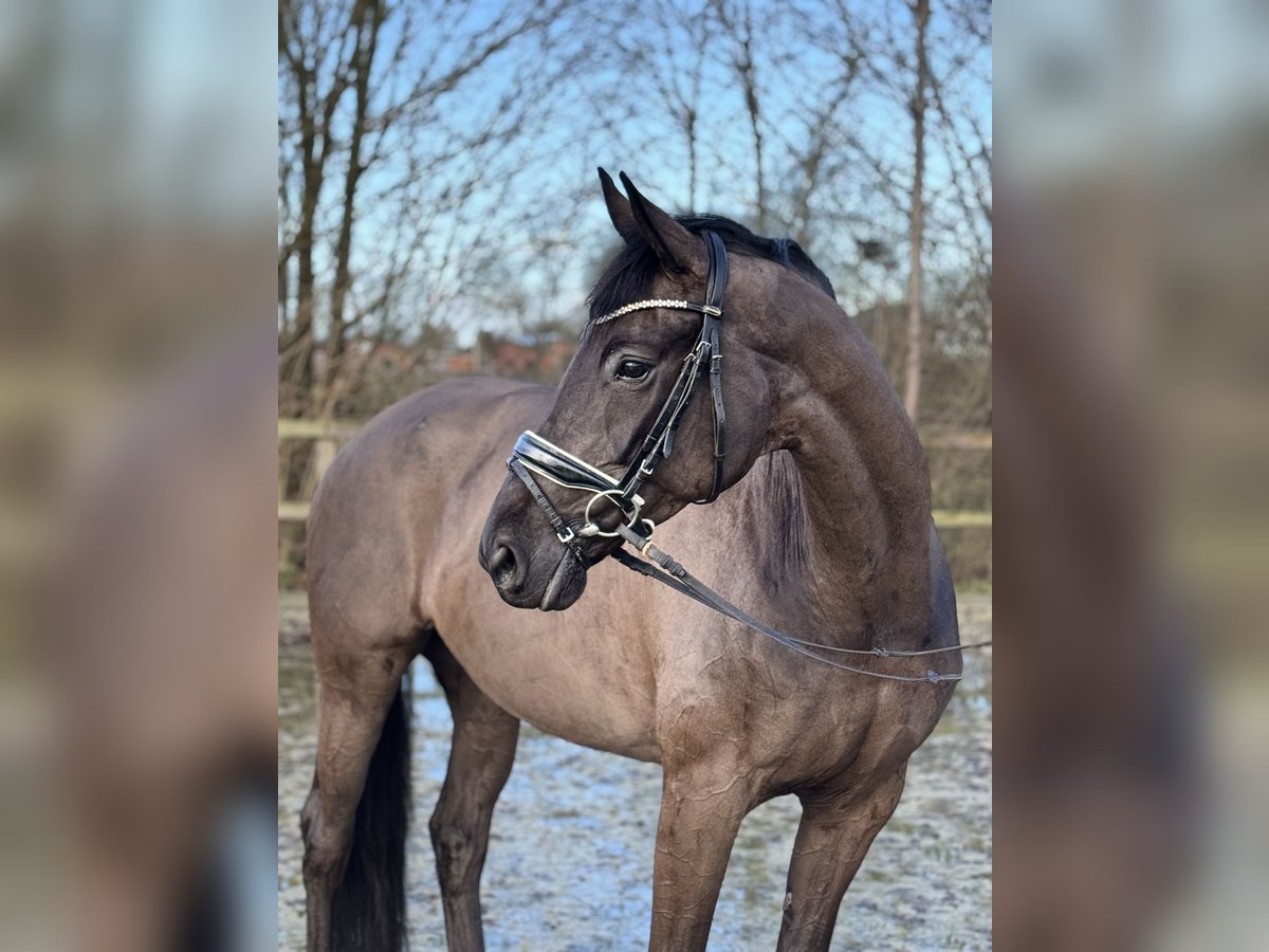 Oldenburger Merrie 7 Jaar 165 cm Zwart in Lohne (Oldenburg)