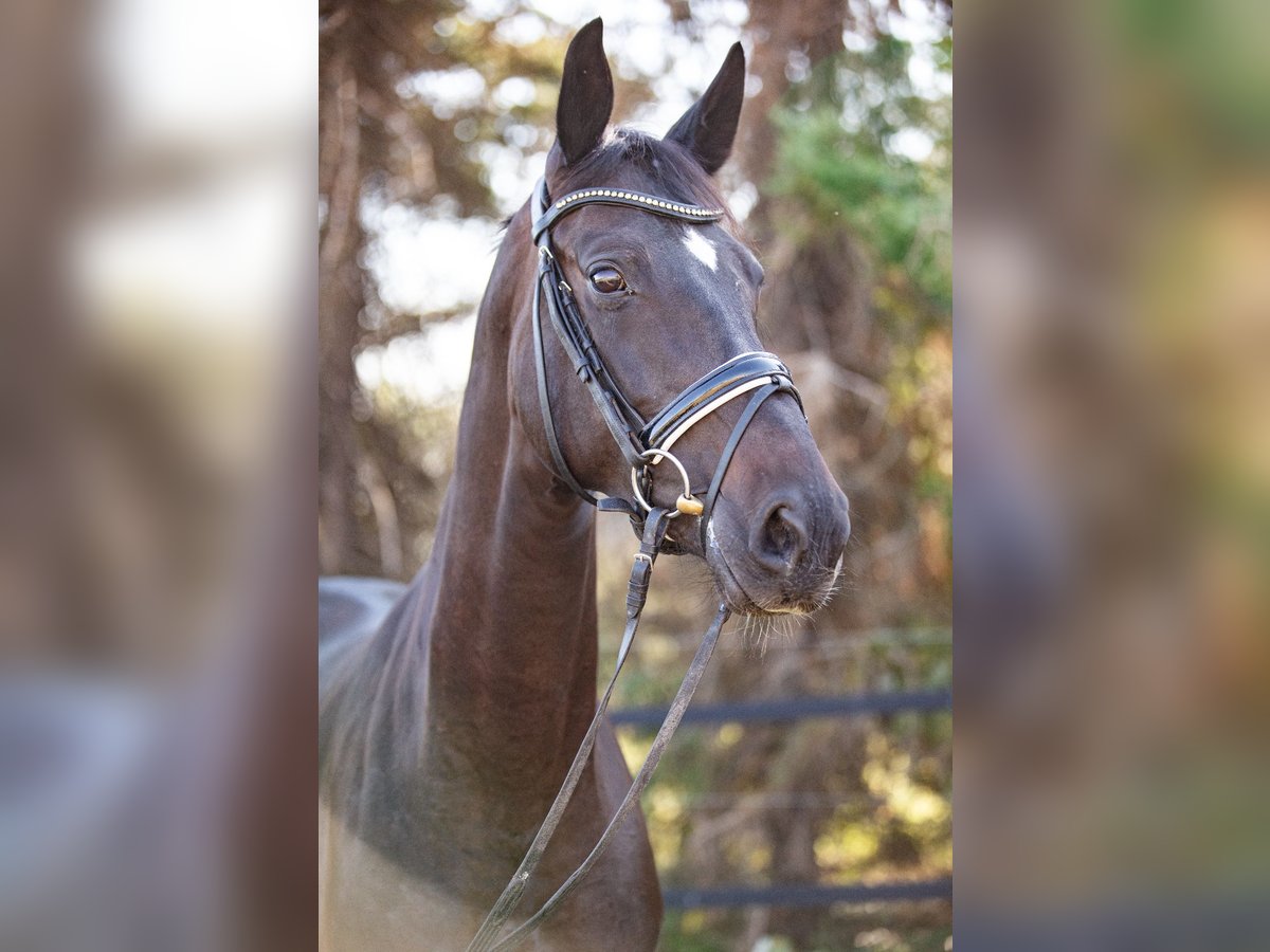 Oldenburger Merrie 7 Jaar 167 cm Zwartbruin in Priestewitz