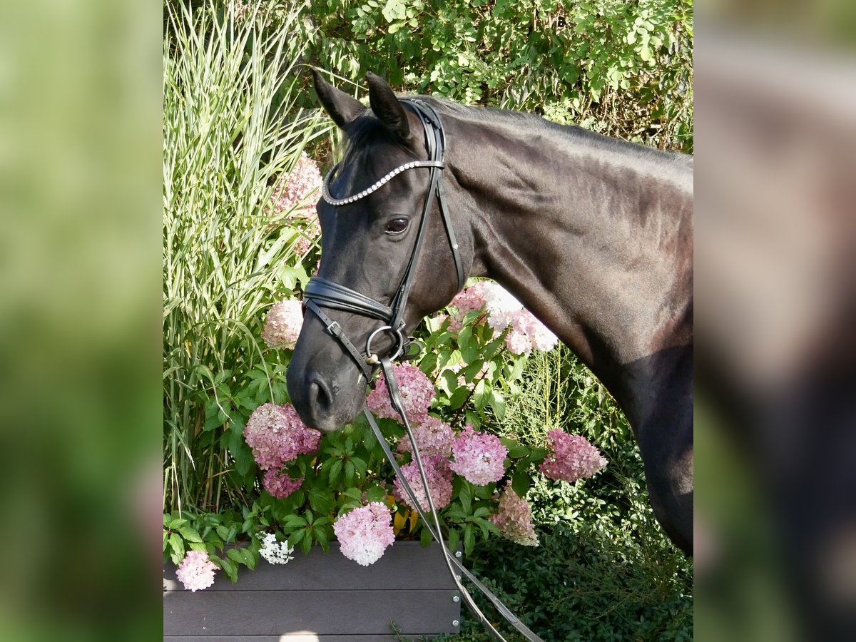 Oldenburger Merrie 7 Jaar 167 cm Zwartbruin in Niederkirchen