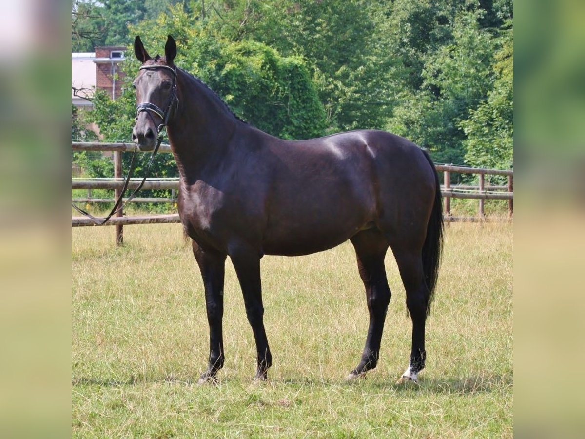 Oldenburger Merrie 7 Jaar 171 cm Zwart in Radeburg