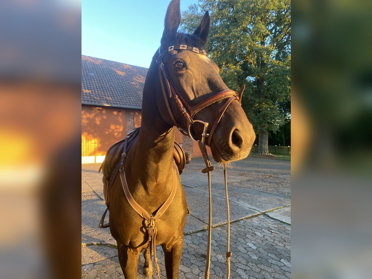 Oldenburger Merrie 8 Jaar 165 cm in Warmsen