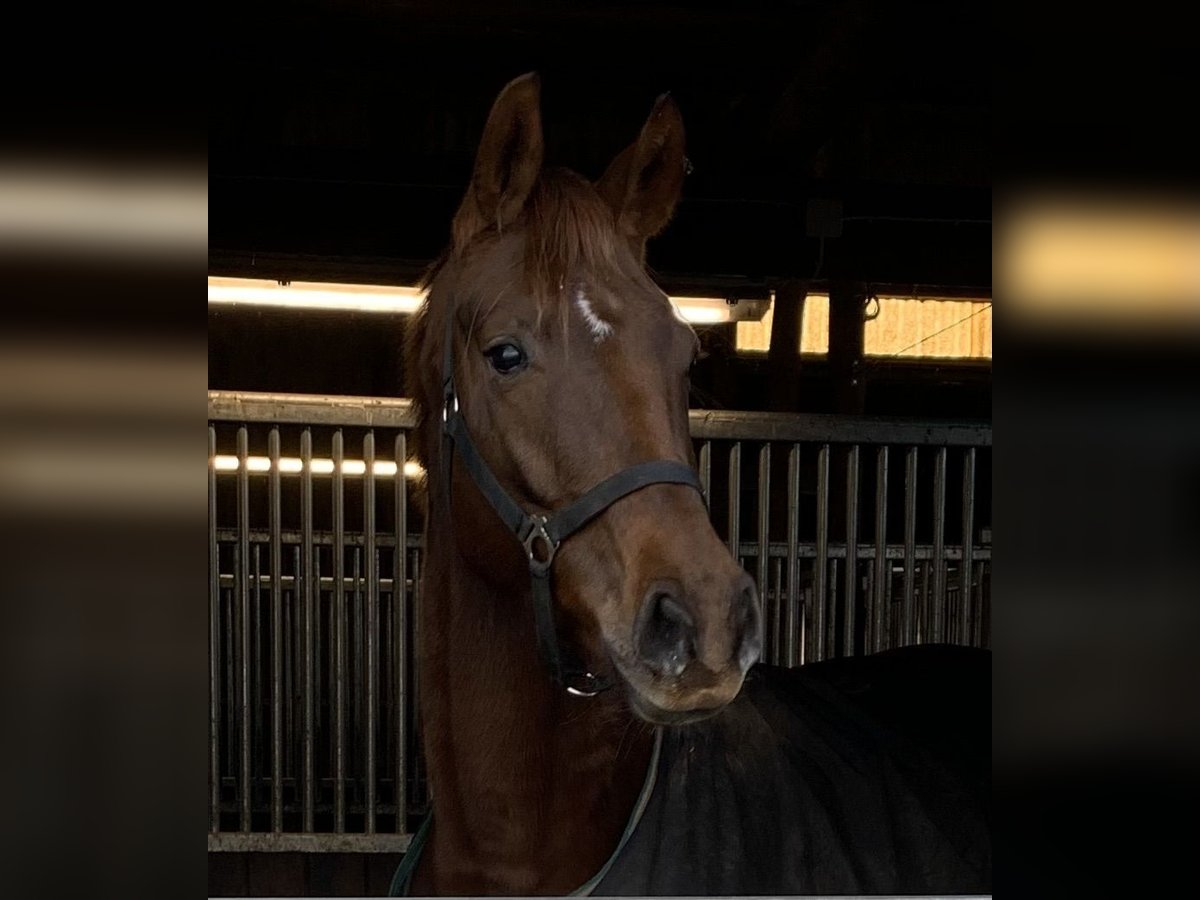 Oldenburger Merrie 8 Jaar 170 cm Donkere-vos in Langen