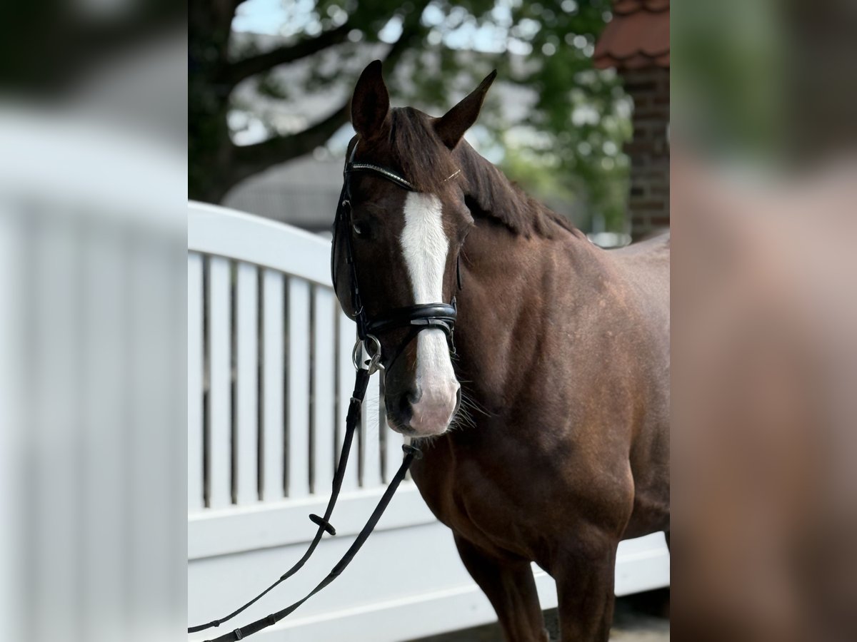 Oldenburger Merrie 8 Jaar 170 cm Donkere-vos in Oeversee