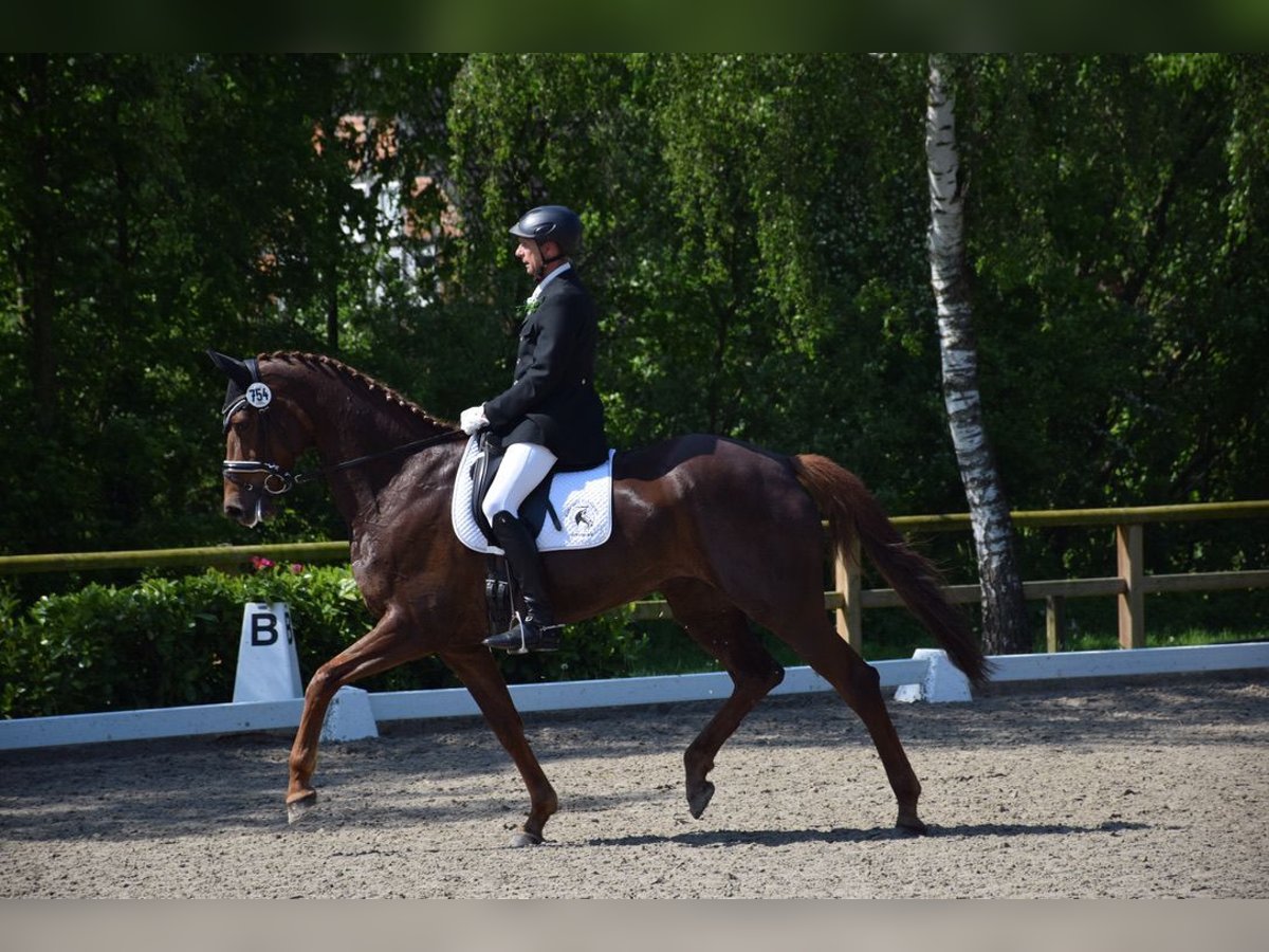Oldenburger Merrie 8 Jaar 172 cm Donkere-vos in Ochtrup