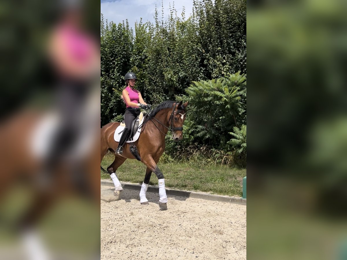 Oldenburger Merrie 8 Jaar 173 cm Bruin in Bad Homburg vor der H&#xF6;he